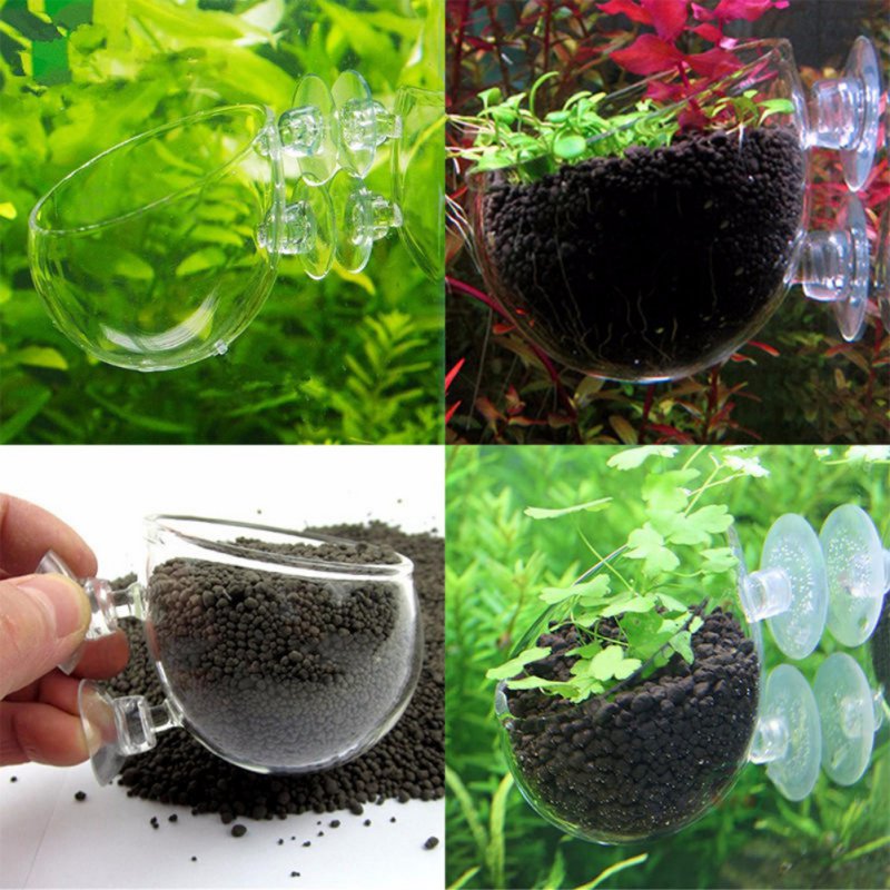 Planted Aquarium Moss - Akuarium Pot tanaman gantung gelas silinder