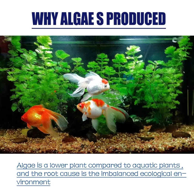 50g Algaecide Efisiensi Tinggi - Planted Aquarium Moss ulasan dan harga