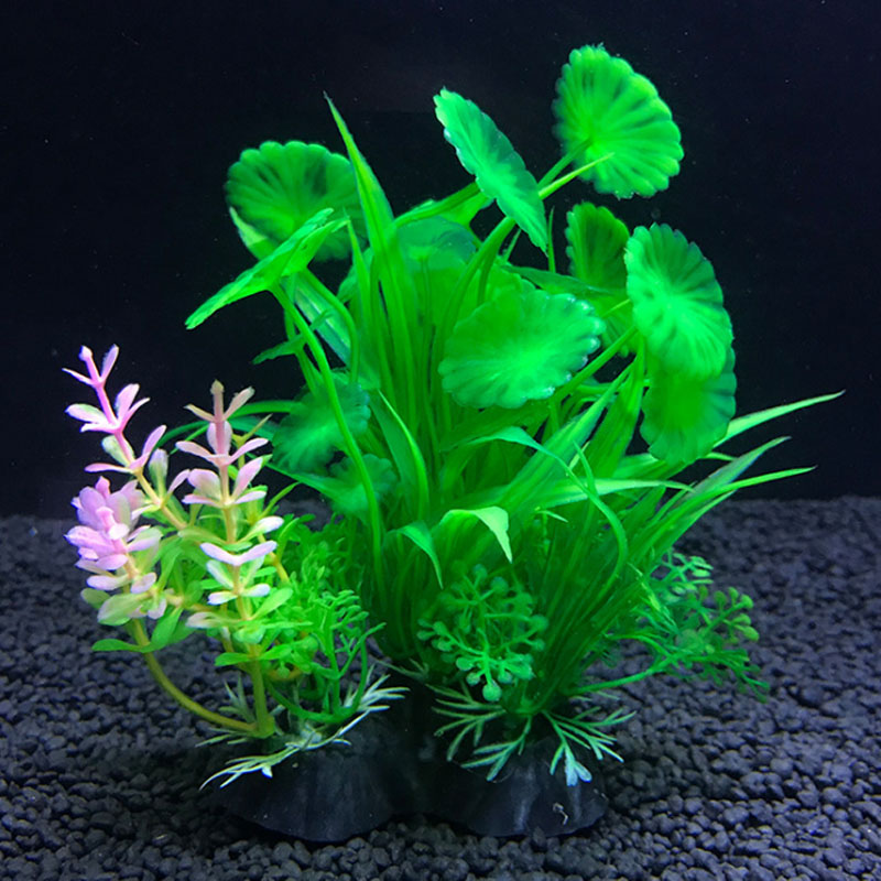 Dekorasi Akuarium Berbagai Tan - Aquarium Plant Varieties ulasan dan harga