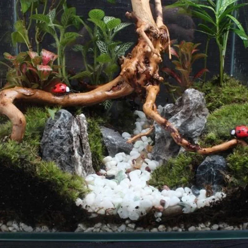 Pohon alami kayu apung akuariu - Aquarium Plant Rings ulasan dan harga