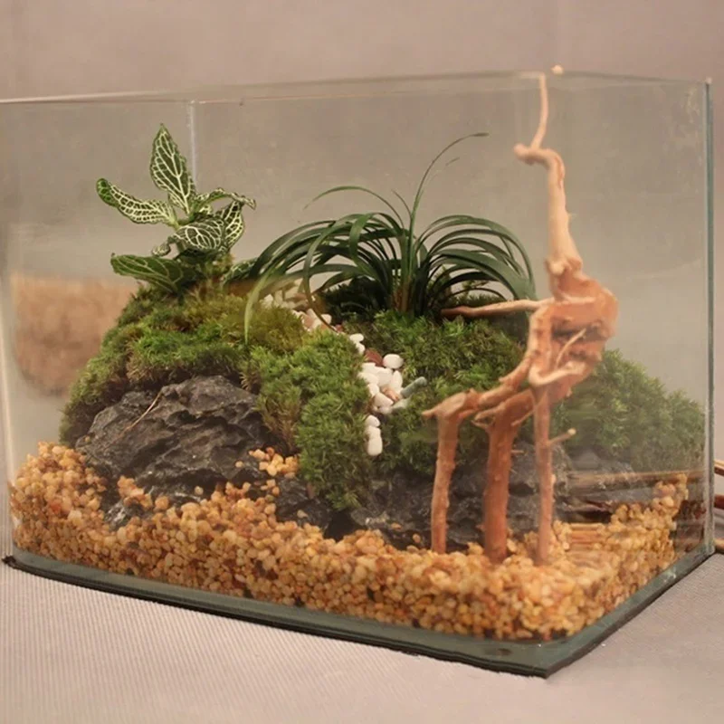 Pohon alami kayu apung akuariu - Aquarium Plant Rings ulasan dan harga