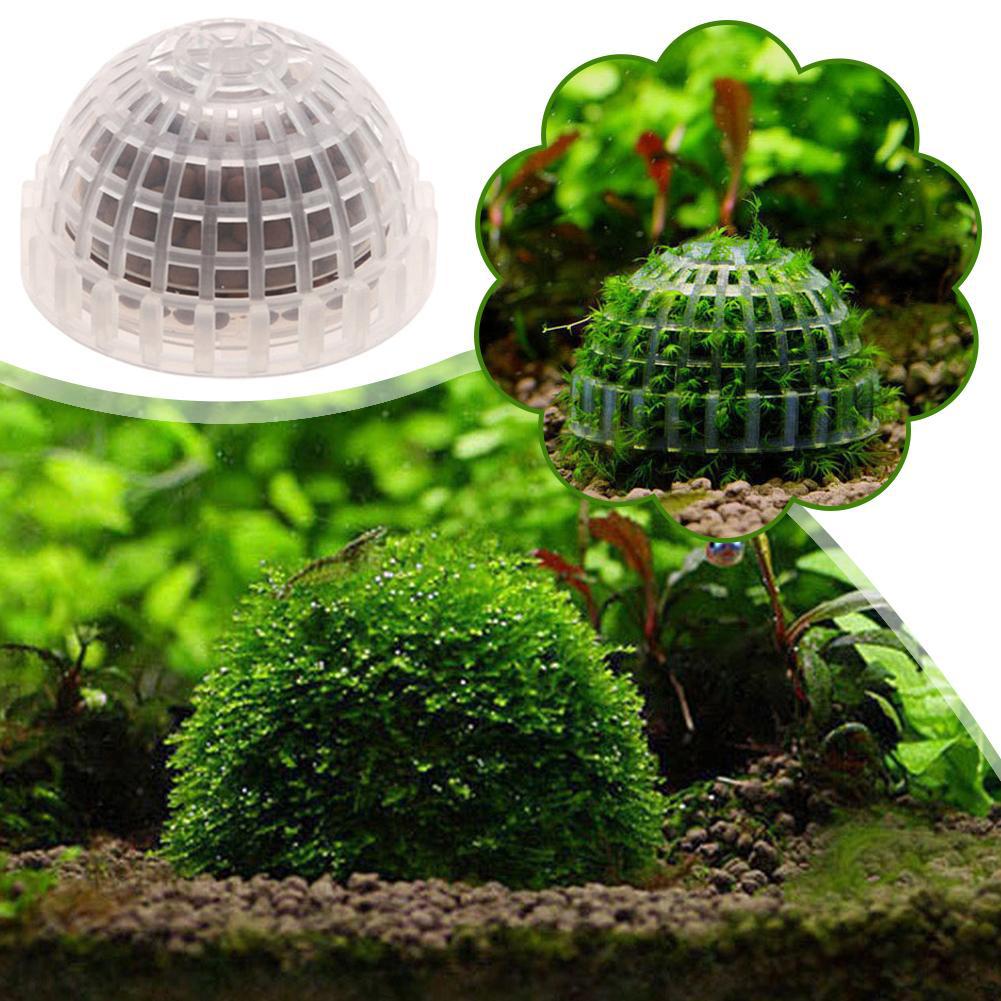 1/2/3/4/5 Buah Dekorasi Akuari - Planted Aquarium Moss ulasan dan harga