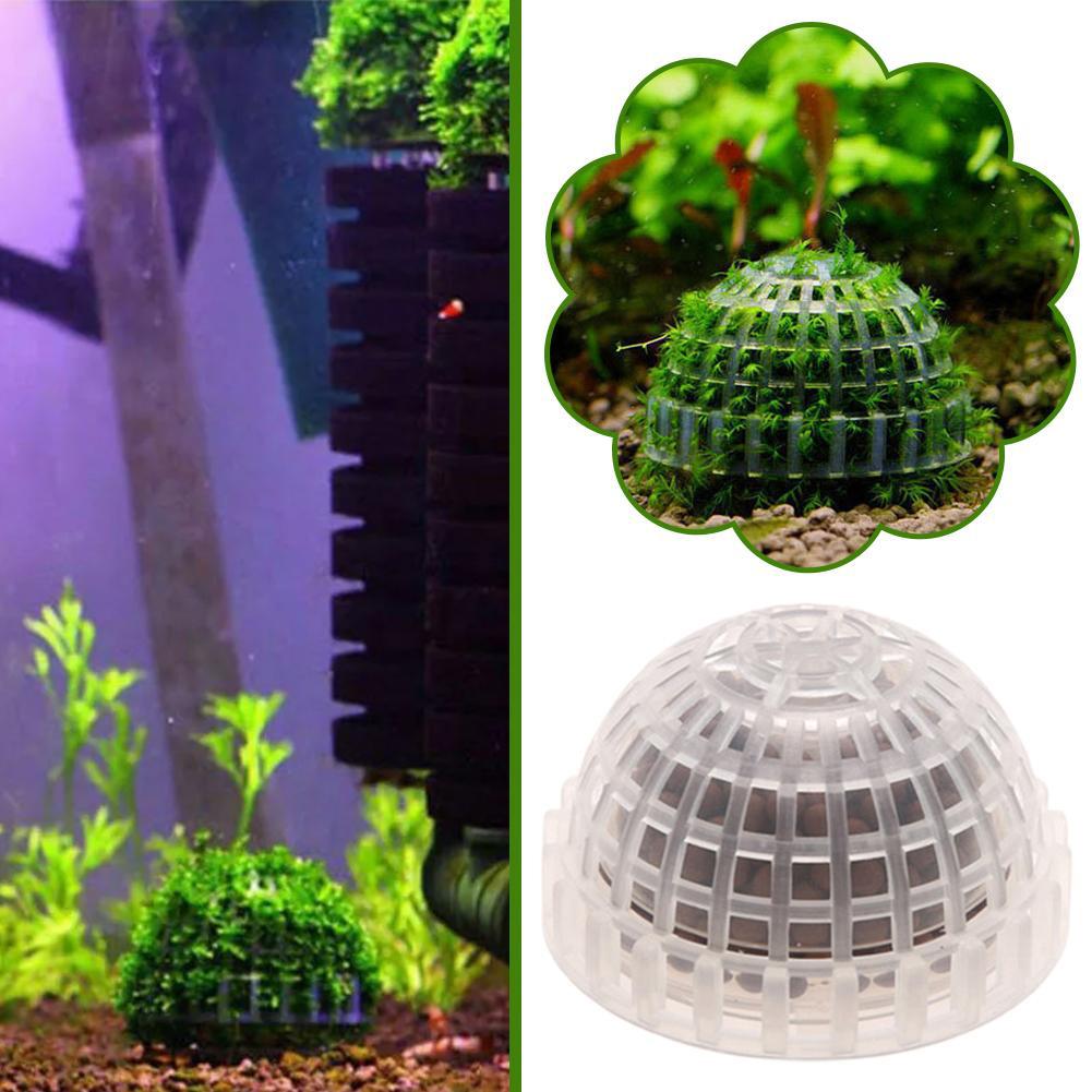 1/2/3/4/5 Buah Dekorasi Akuari - Planted Aquarium Moss ulasan dan harga