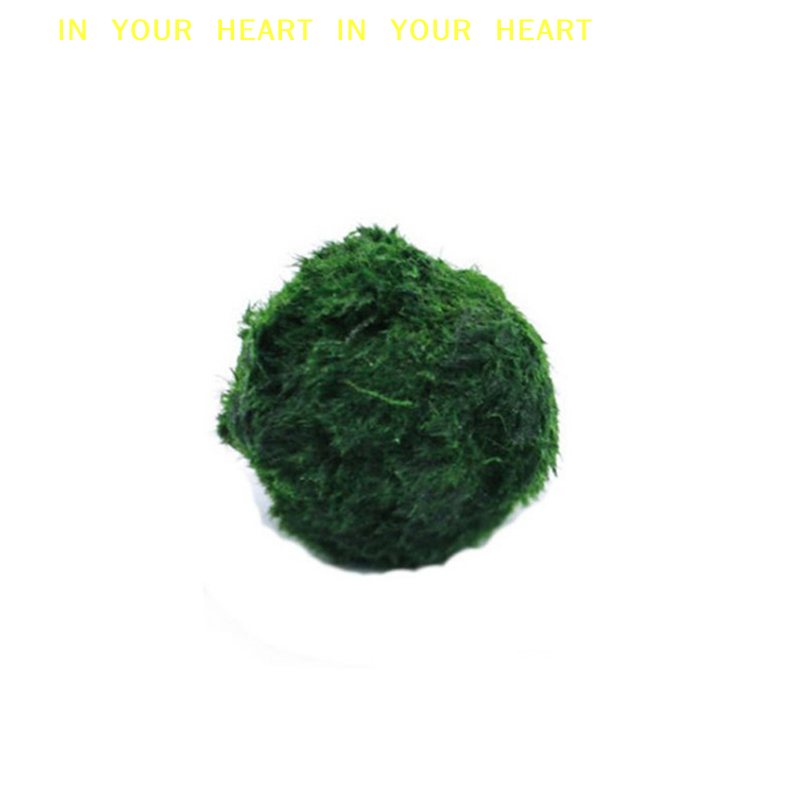 【X】Bola Lumut Marimo 3-4cm, Ta - Planted Aquarium Moss ulasan dan harga