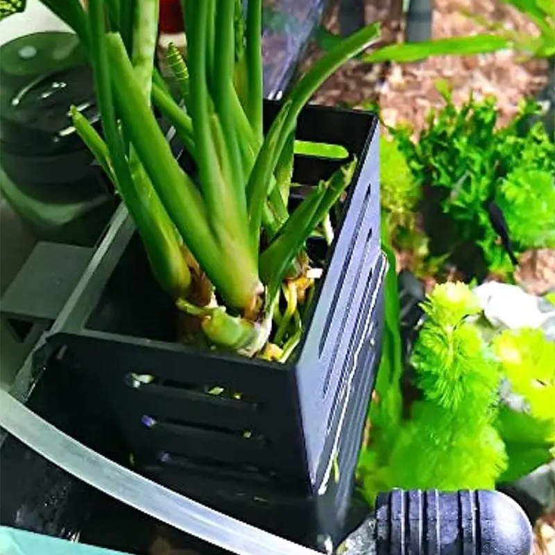 Keranjang penyimpanan tanaman  - Aquarium Plant Rings ulasan dan harga