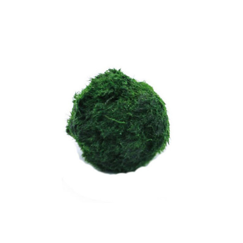 Bola Lumut Marimo Tanaman Akua - Planted Aquarium Moss ulasan dan harga