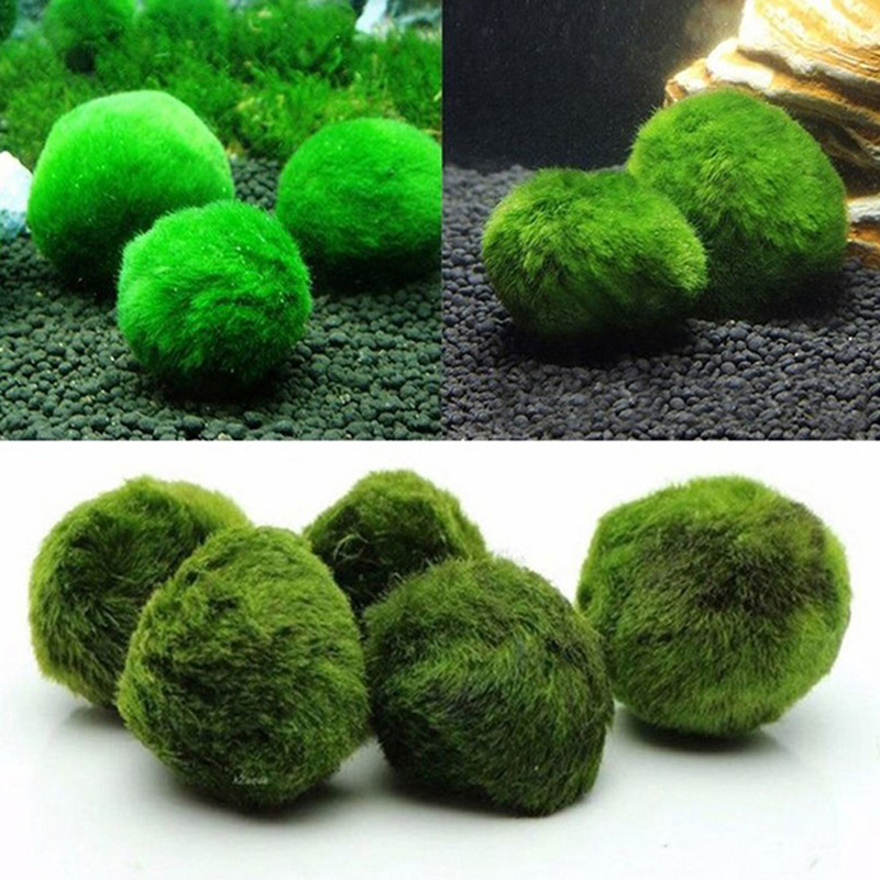 Bola Lumut Marimo Tanaman Akua - Planted Aquarium Moss ulasan dan harga