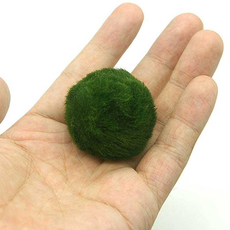 Bola Lumut Marimo Tanaman Akua - Planted Aquarium Moss ulasan dan harga