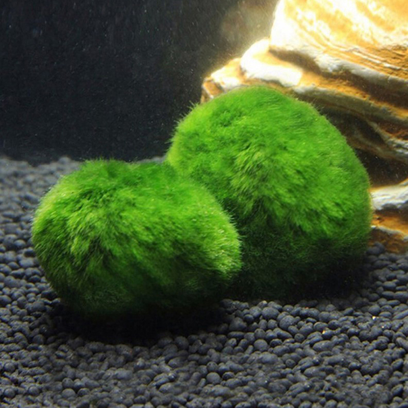 Bola Lumut Marimo Tanaman Akua - Planted Aquarium Moss ulasan dan harga