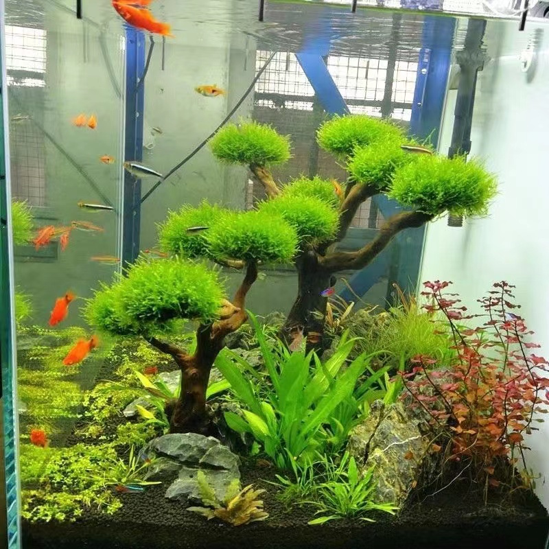 Aksesori Kerangka Pohon Lumut  - Planted Aquarium Moss ulasan dan harga