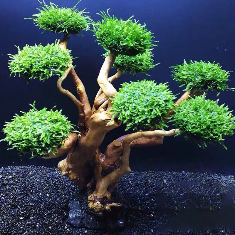 Aksesori Kerangka Pohon Lumut  - Planted Aquarium Moss ulasan dan harga