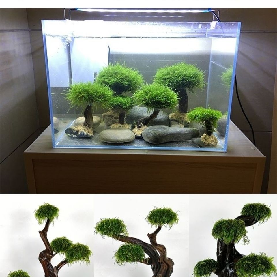 Aksesori Kerangka Pohon Lumut  - Planted Aquarium Moss ulasan dan harga