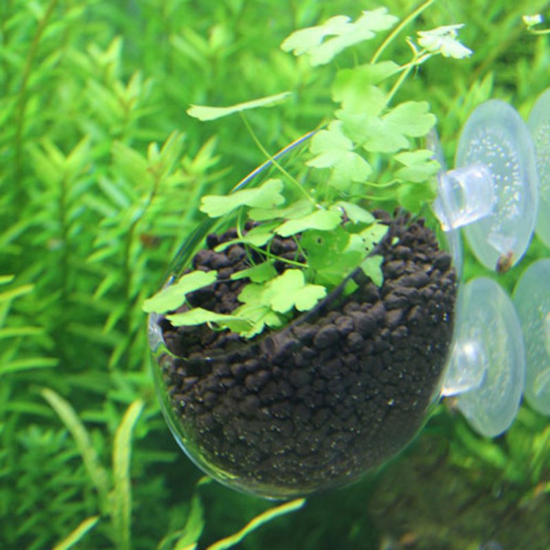 Akuarium Pot tanaman gantung g - Planted Aquarium Moss ulasan dan harga