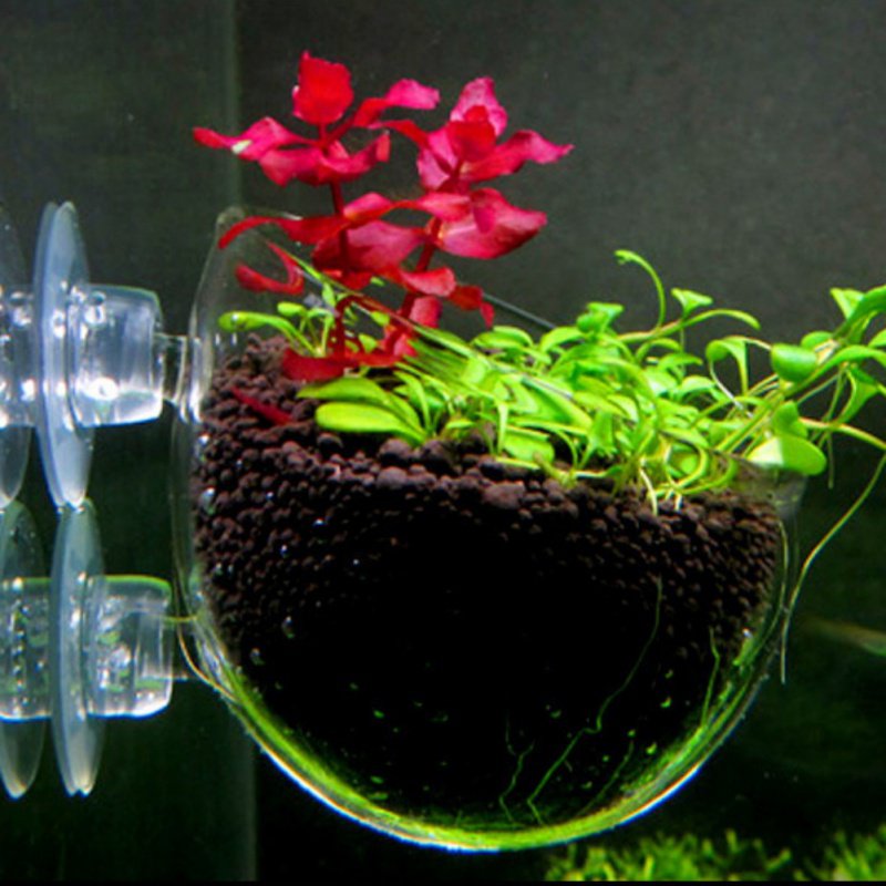 Akuarium Pot tanaman gantung g - Planted Aquarium Moss ulasan dan harga