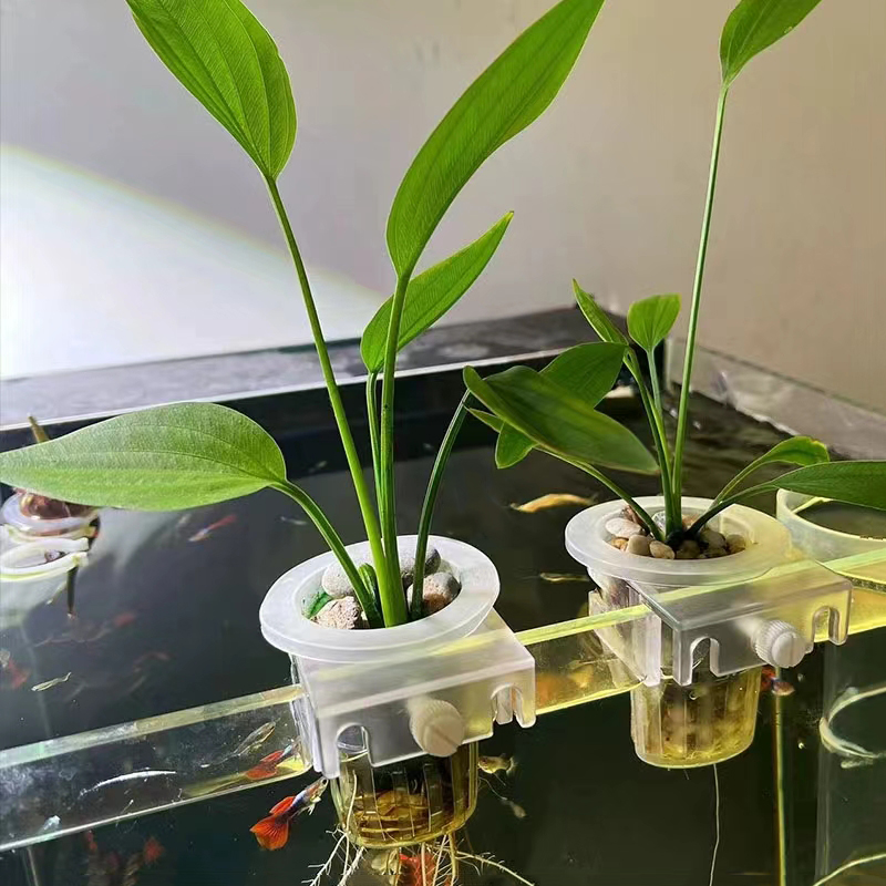 Keranjang penanaman akuarium h - Aquarium Plant Rings ulasan dan harga